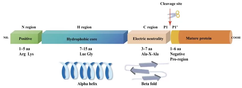 A schematic diagram of the typical structure of the SP.